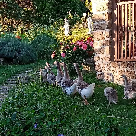 مزرعة للإقامة La Nocciolaia نارني